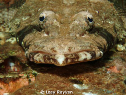 Crocodile Fish by Loay Rayyan 
